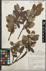 Foto von Salix glauca L.